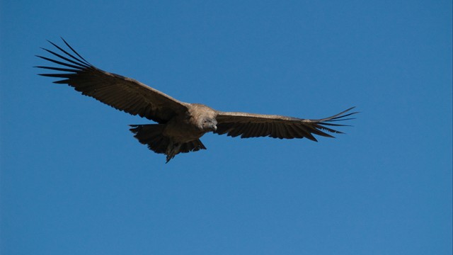 Colca Canyon