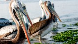 Ballestas Isles