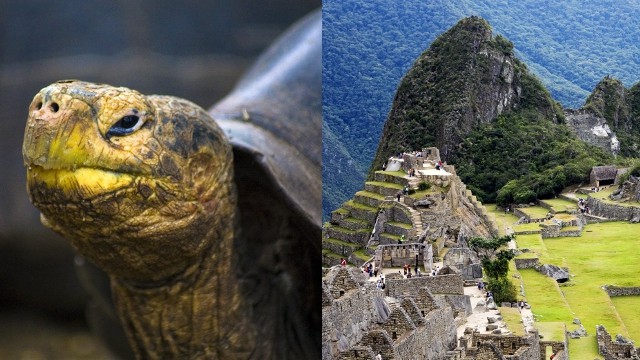 Galápagos Wildlife and Machu Picchu