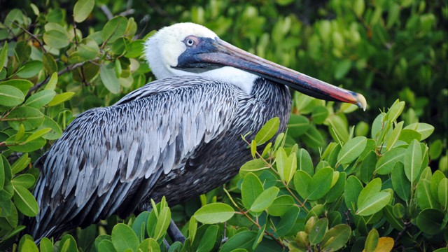 Galápagos Islands