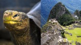 Galápagos Wildlife and Machu Picchu