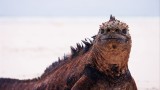Galápagos Islands