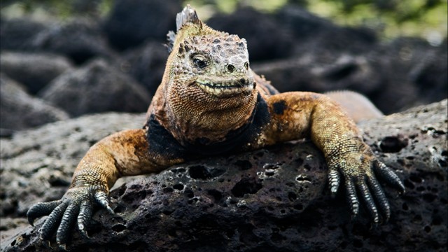 Galápagos Islands