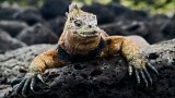 Galápagos Islands